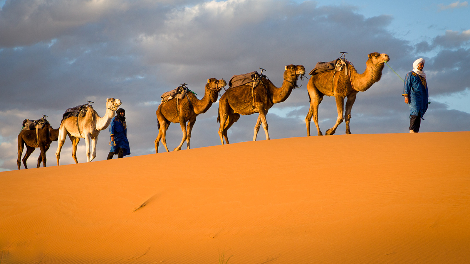 Caravane de dromadaires au coucher du soleil, désert de Chegaga